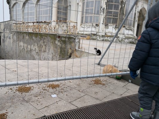 CAZINOUL de pe faleza Constanței – edificiul emblemă ajuns ADĂPOST PENTRU PISICI!