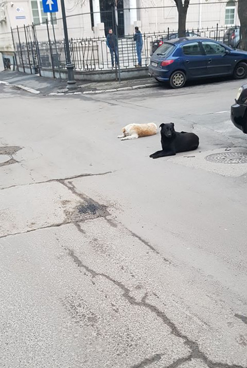 Oraşul sufocat de câinii maidanezi. Ce spune Primăria! Oraşul sufocat de câinii maidanezi. Ce spune Primăria!