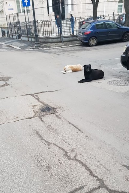 Oraşul sufocat de câinii maidanezi. Ce spune Primăria!