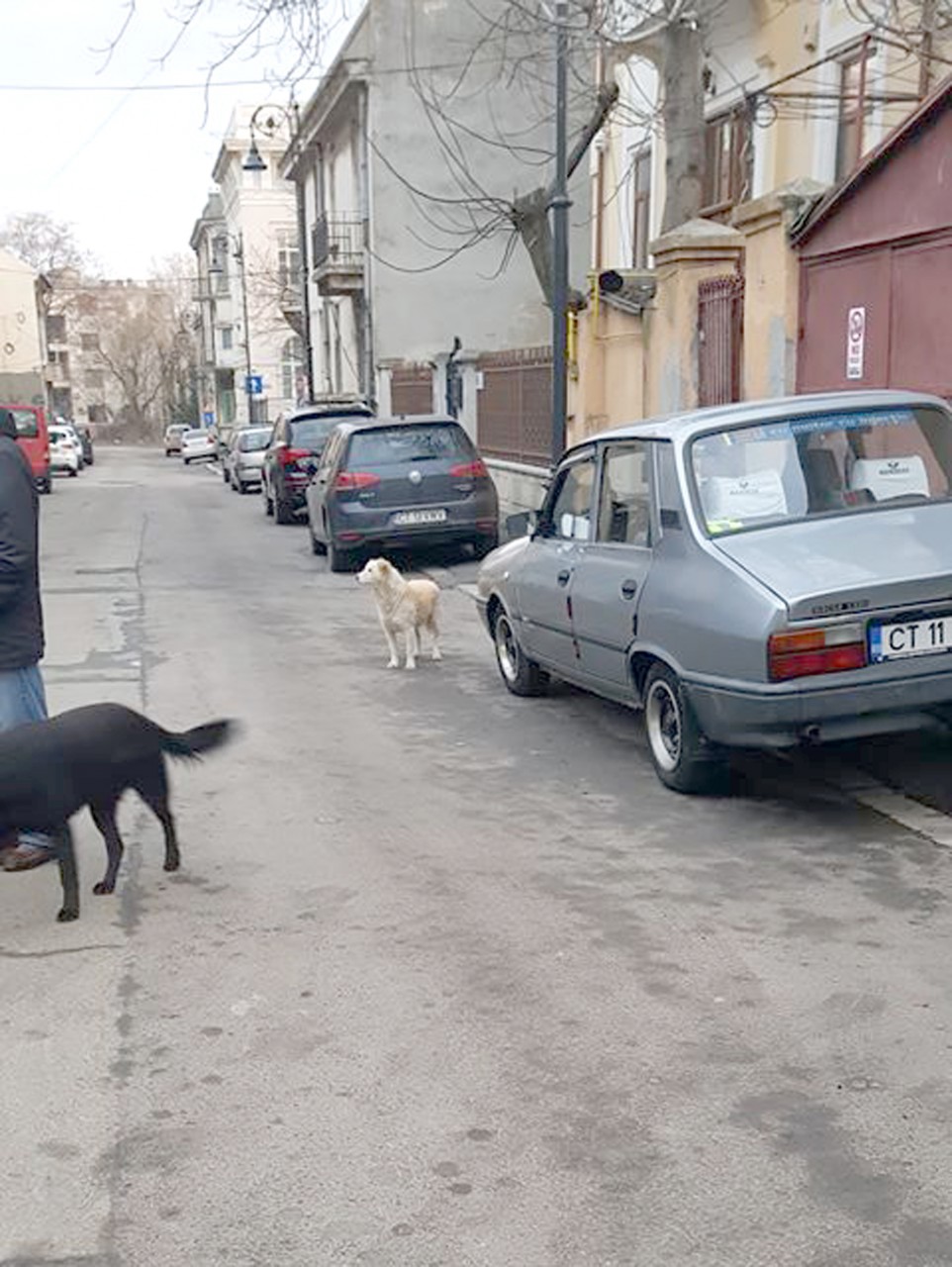 Oraşul sufocat de câinii maidanezi. Ce spune Primăria! Oraşul sufocat de câinii maidanezi. Ce spune Primăria!