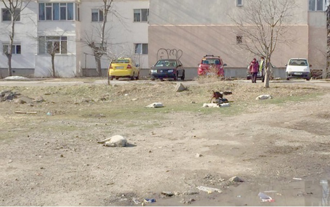 Oraşul sufocat de câinii maidanezi. Ce spune Primăria! Oraşul sufocat de câinii maidanezi. Ce spune Primăria!
