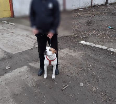 SANCȚIUNI drastice pentru proprietarii de câini periculoși din Constanța