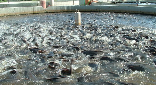 Patronatul Peştelui din România cere o compensaţie de 250 de euro la hectar pentru fermele de acvacultură