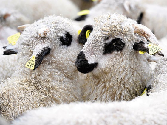 Crescătorii de ovine vor primi şi în 2019 ajutor de minimis pentru comercializarea lânii