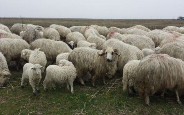 România poate exporta carne de oaie şi ovine către Iran; 800.000 de capete în şase luni