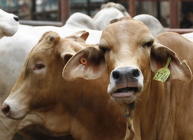 Exporturile de animale vii ale României au scăzut cu 11,4% în 2018