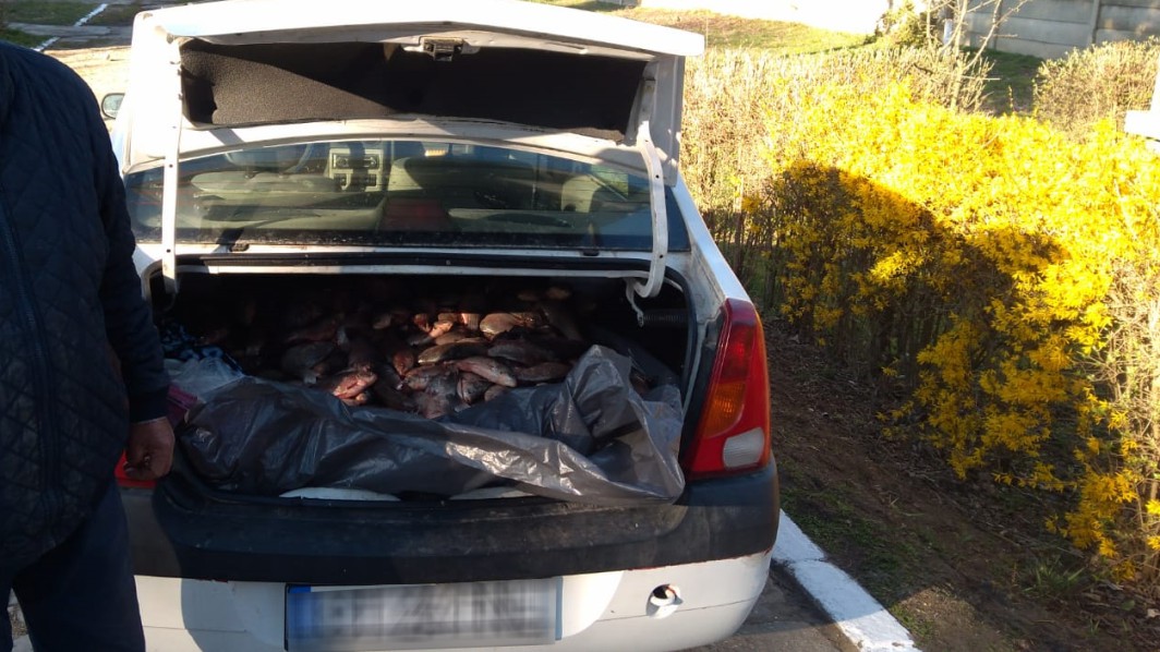 Pește braconat, scos la vânzare în târgurile din Mangalia, Cobadin și General Scărișoreanu