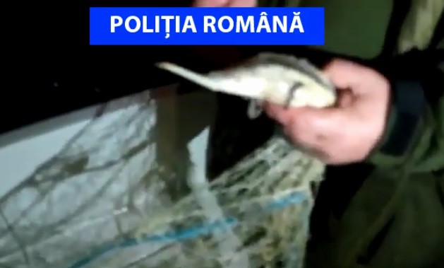 Prinși în flagrant în timp ce pescuiau sturion! VIDEO