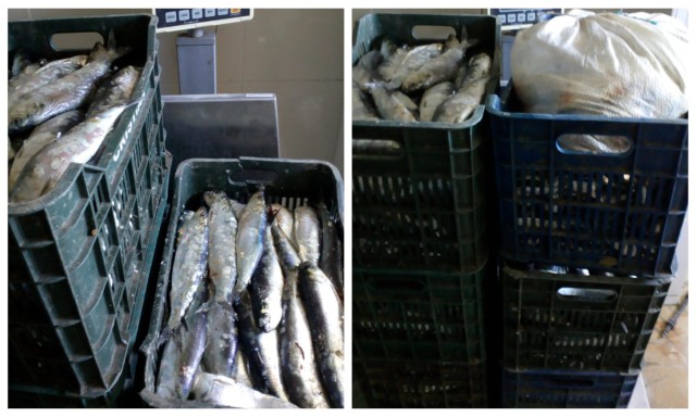 Peste 200 de kilograme de peşte, transportate fără documente legale