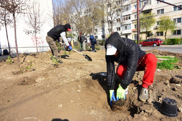 Arbuşti ornamentali, în scuarurile din Constanţa!
