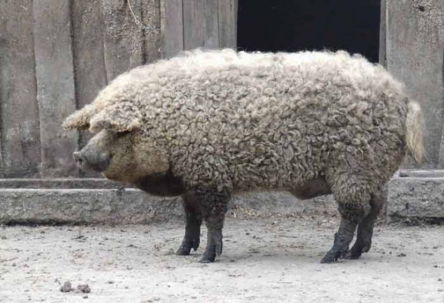 MADR: Sprijin de 4,6 milioane de lei pentru crescătorii de porci din rasele Bazna şi Mangaliţa