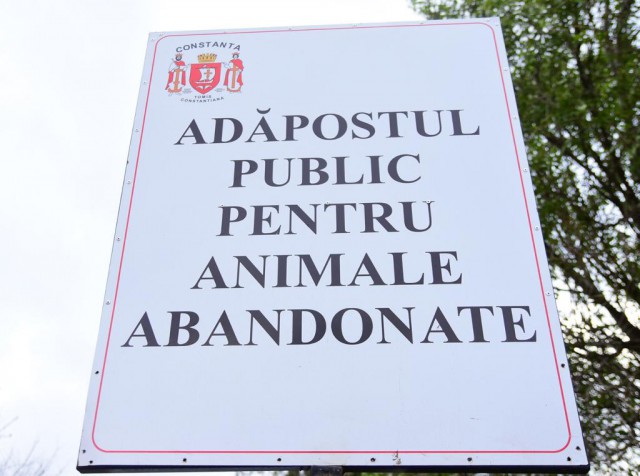 Campanie de adopție a câinilor fără stăpân la Constanța!