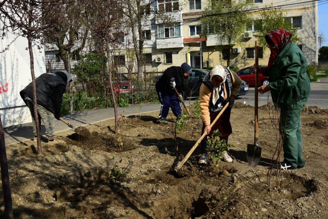 53 de arbori și 313 arbuști ornamentali au fost plantați săptămâna trecută în Constanța!