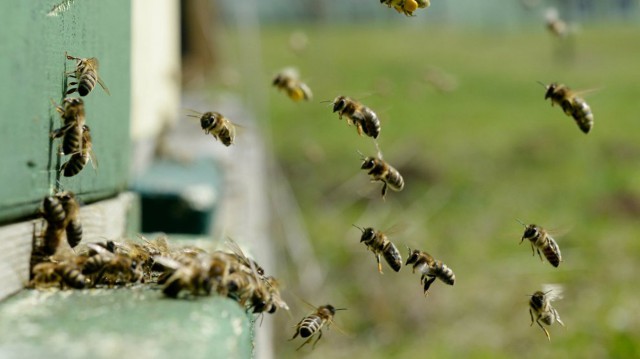 ANAF cere falimentul asociaţiei apicultorilor din Constanţa. Printre membri, un inspector din Consiliul Judeţean