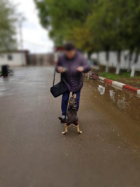 Câini duși la adăpostul de pe Vârful cu Dor, revendicați de proprietari!