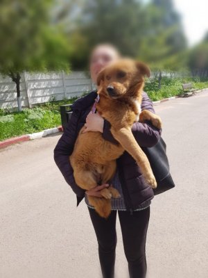 Peste 100 de căței din Adăpostul pentru animale au plecat acasă