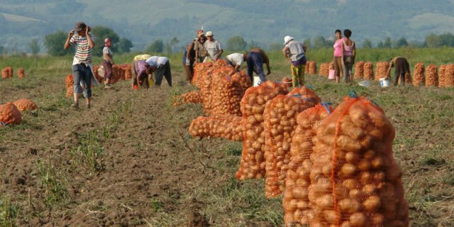 România preferă să exporte cartofii proaspeți și să importe masiv cartofi congelați 