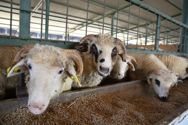 România recâştigă piaţa iordaniană pentru exportul de ovine