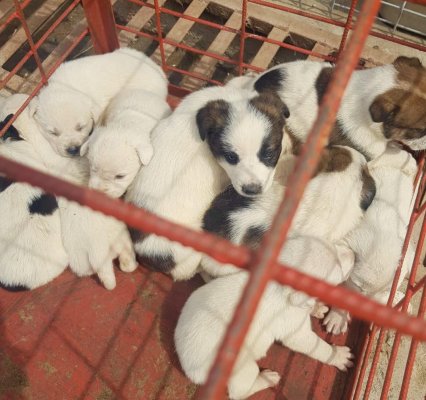 Primăria Constanța încurajează iubitorii de animale să adopte responsabil