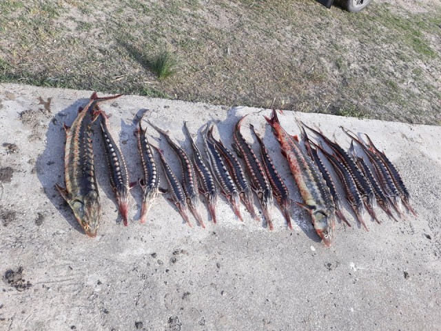 BRACONIERII DE STURIONI ucid și DELFINII! Administrația Rezervației Biosefera Delta Dunăre vrea să fie luate măsuri!