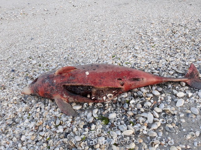 12 delfini eșuați în luna aprilie, pe litoralul românesc