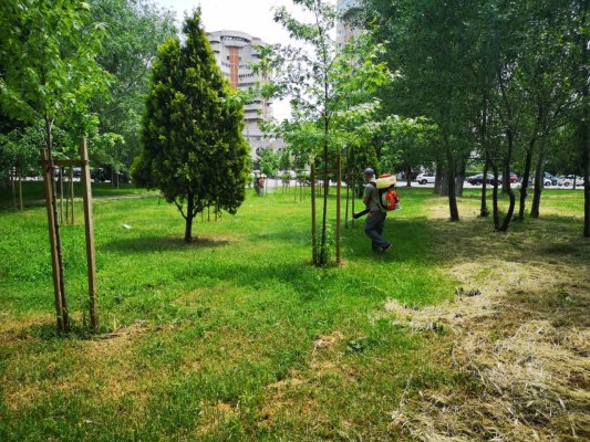 Primăria Municipiului Constanța a început acțiunile de dezinsecție