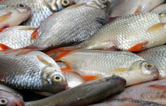 Preşedintele Ro-Fish: Consumul anual de peşte în România a crescut la aproape şapte kilograme pe locuitor
