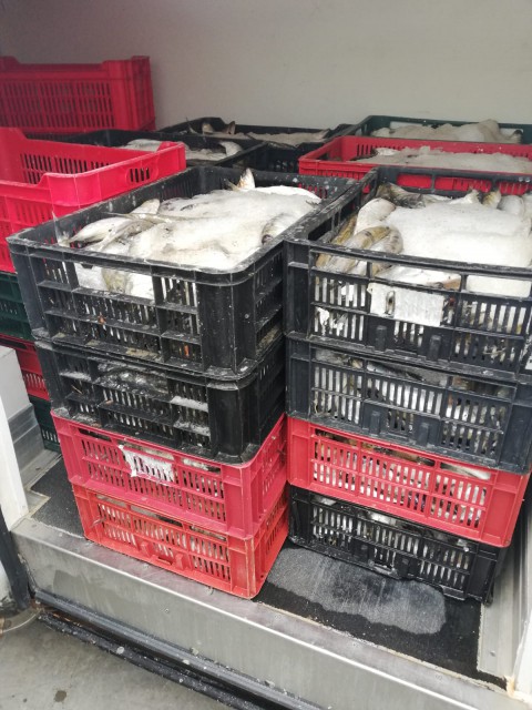 Braconieri prinși în flagrant de polițiștii constănțeni: unul vindea pește în parcare!