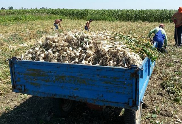 Proiect: Ministerul Agriculturii alocă 7,5 milioane de lei în 2020 pentru susţinerea producţiei de usturoi