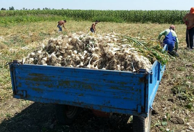 Guvernul creşte sprijinul pentru fermierii care cultivă usturoi - de la 1.000 la 3.000 de euro pe hectar