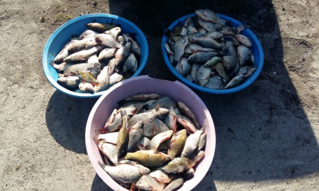 Peste 80 kg peşte şi plase monofilament, confiscate de poliţiştii constănțeni