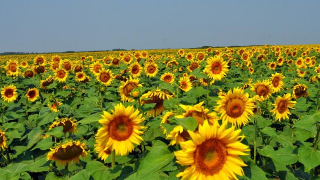 INS: Judeţele Constanţa, Brăila şi Teleorman, cele mai importante ponderi în producţia de floarea soarelui, în 2018