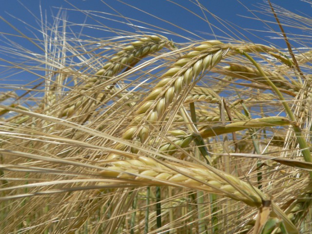 INS: O treime din producţia de orz şi orzoaică a fost obţinută anul trecut în judeţele Constanţa, Brăila şi Călăraşi