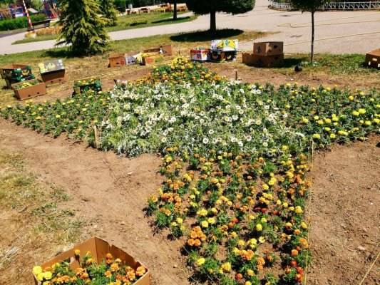 Peste 30.000 de flori vor colora Țara Piticilor