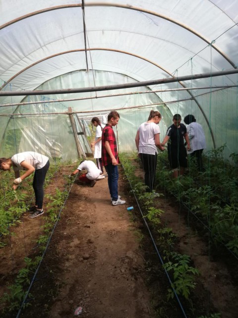 Elevii de la Liceul Agricol Poarta Albă au plantat răsaduri de Ziua Mondială a Mediului