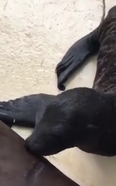 La Delfinariul Constanţa s-a născut primul leu de mare. VIDEO!