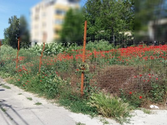 Poliția Locală avertizează: proprietarii TERENURILOR NEÎNGRIJITE vor primi AMENZI!