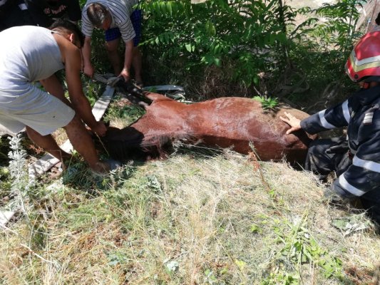 SALVARE. Cal scos de pompieri dintr-o groapă de doi metri