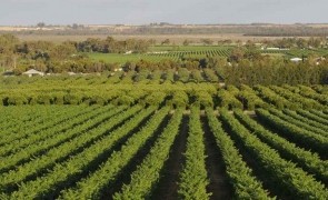România poate deveni nr.1 în Uniunea Europeană la suprafaţa agricolă certificată bio