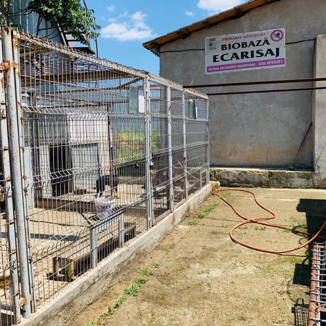 Continuă campanie de adopție a câinilor fără stăpân