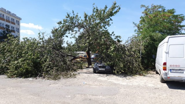 Primăria Constanţa, RITM DE MELC în acţiunile de înlăturare a efectelor furtunii de sâmbătă