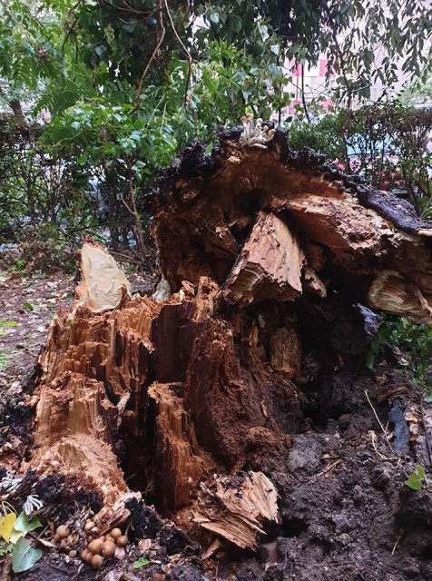 Un copac doborât de furtună la Eforie A STRIVIT O TARABĂ! VIDEO!