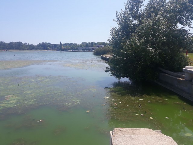 Peste 30 de intervenții ale pompierilor în 24 de ore: de ce a luat foc pomul din parcul Tăbăcărie