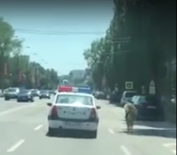 CA-N FILME de comedie. Un ponei confiscat de Poliţia Locală a sărit din maşină şi a început să alerge pe bulevardul care străbate Mamaia! VIDEO