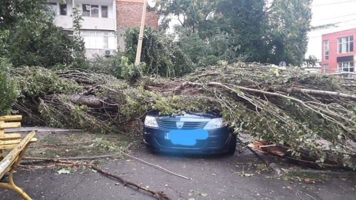 Mașină avariată de un copac care s-a prăbușit peste ea: proprietarul cere despăgubiri