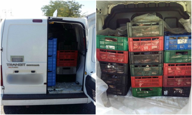 Peste 220 kg de peşte, transportate fără documente legale, confiscate de poliţiştii de frontieră
