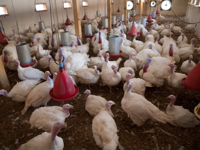 Produse din carne de curcan, în piețele Griviței și Tomis III
