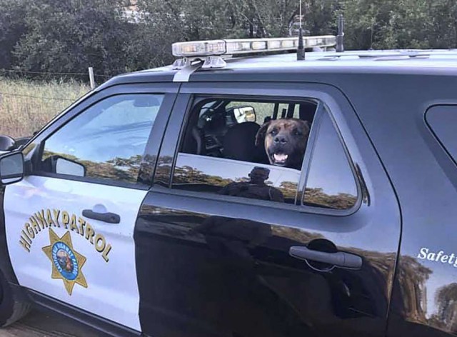 SUA: Un poliţist şi un suspect, ucişi într-un incident armat pe o autostradă în California