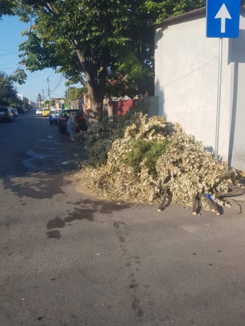 Primăria Constanţa NU a reuşit nici după mai bine de o săptămână să cureţe domeniul public de copacii smulşi din rădăcină! Cetăţenii, luaţi la mişto!