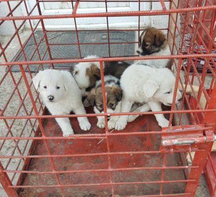 Adăpostul pentru câinii comunitari vă aşteaptă să adoptaţi!